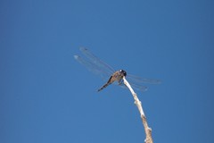 Tramea cophysa
