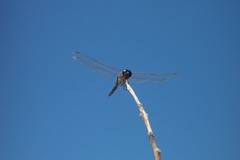 Tramea cophysa
