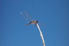 Tramea cophysa
