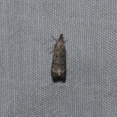 Dichomeris inversella