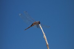 Tramea cophysa