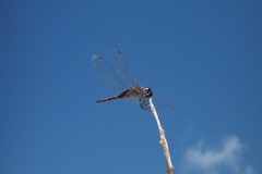 Tramea cophysa