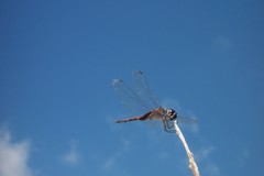 Tramea cophysa