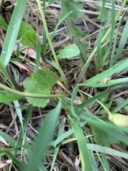 Ranunculus inamoenus