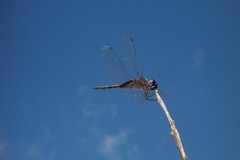 Tramea cophysa