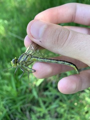 Arigomphus cornutus
