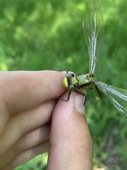 Arigomphus cornutus