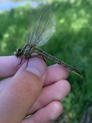 Arigomphus cornutus