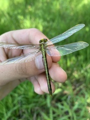 Arigomphus cornutus