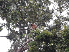 Trachypithecus pileatus