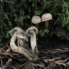 Hodophilus paupertinus