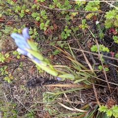 Orthrosanthus chimboracensis