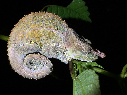 Cryptic Chameleon