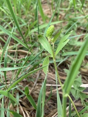 Ranunculus inamoenus