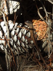 Liolaemus schroederi
