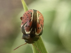 Calligrapha spiraeae