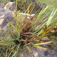 Orthrosanthus chimboracensis