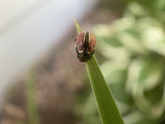 Calligrapha spiraeae