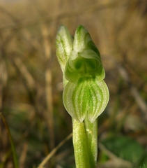 Pterostylis tanypoda