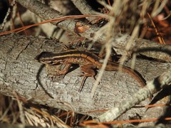 Liolaemus schroederi