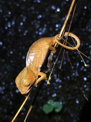 Calumma oshaughnessyi