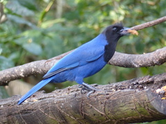 Cyanocorax caeruleus