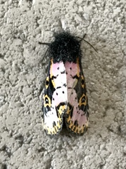 Xanthopastis regnatrix