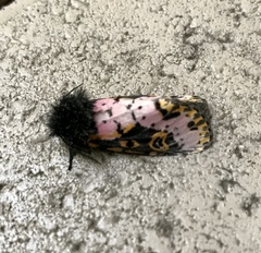 Xanthopastis regnatrix