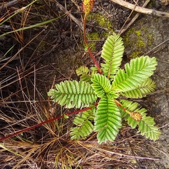 Acaena cylindristachya
