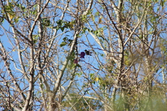 Chlorostilbon lucidus