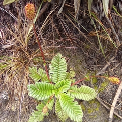 Acaena cylindristachya