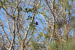 Chlorostilbon lucidus