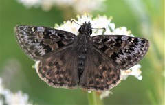 Erynnis martialis