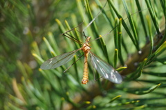 Tipula lunata