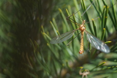 Tipula lunata