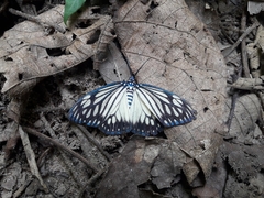 Cyclosia papilionaris