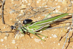 Terpandrus splendidus