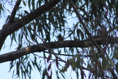 Serpophaga subcristata