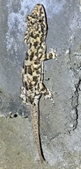 Hemidactylus mercatorius