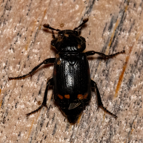 Pustulated Carrion Beetle photo 4