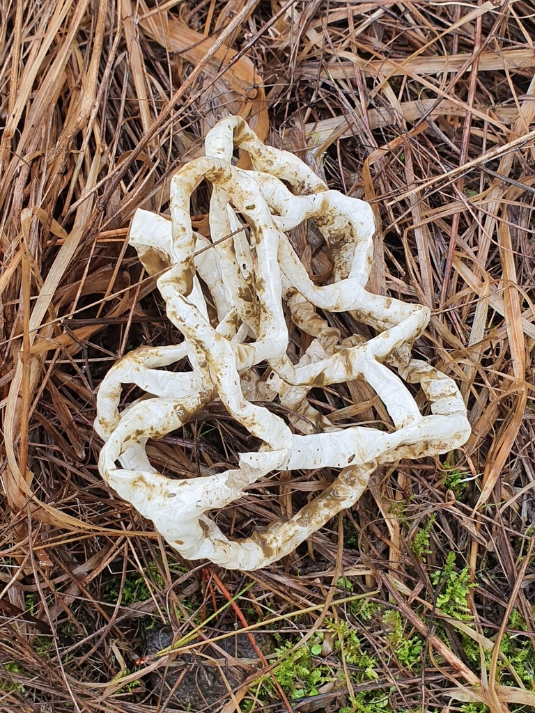 white basket fungus from Auckland 0793, New Zealand on June 05, 2021 at