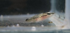 Platycephalidae