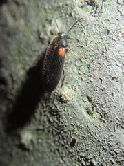 Mycetochara binotata