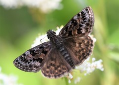Erynnis martialis