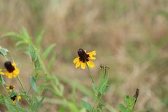Rudbeckia amplexicaulis