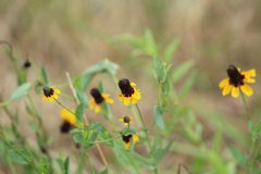 Rudbeckia amplexicaulis