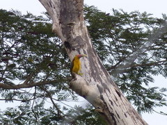 Pteroglossus bailloni