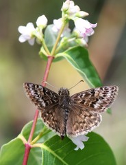 Erynnis martialis