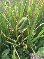 Irideae