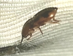 Aeolus mellillus